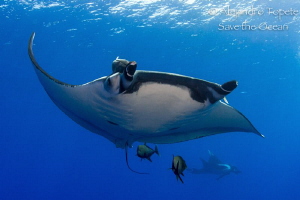 Giants Manta Ray, San Benedicto Mexico by Alejandro Topete 